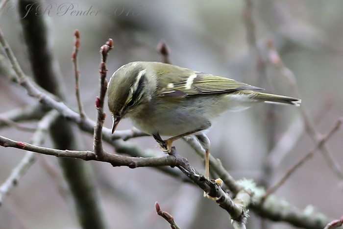 Yellow-browed Warbler