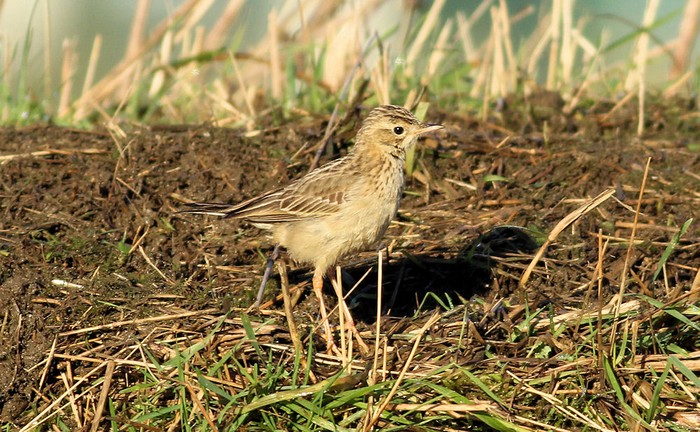 Blyth's Pipit