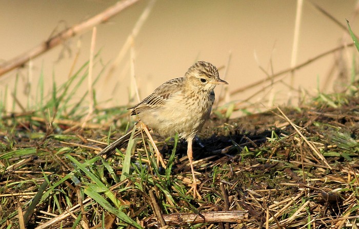 Blyth's Pipit