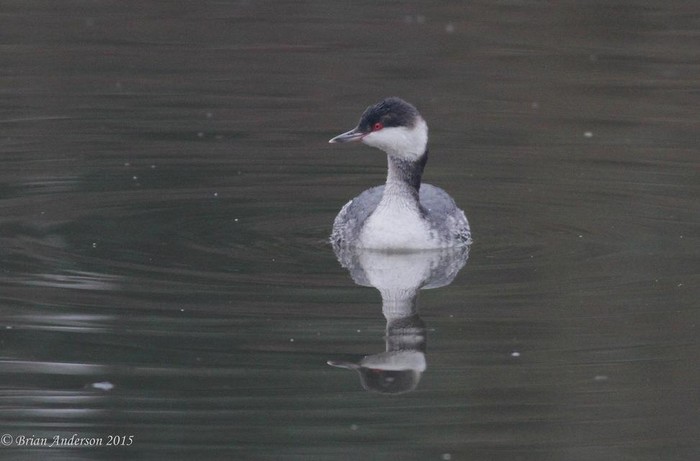 Slavonian Grebe