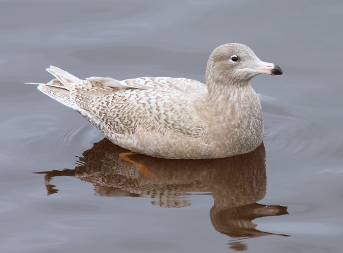 Glaucous Gull