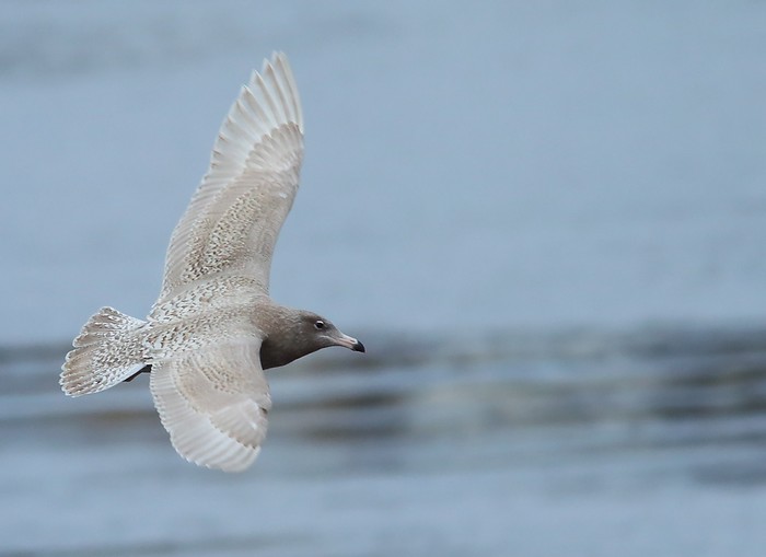 Glaucous Gull