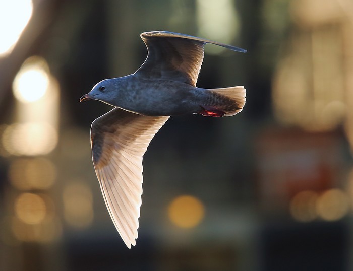 Iceland Gull