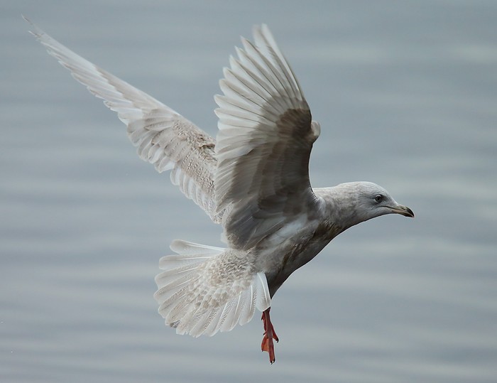 Iceland Gull