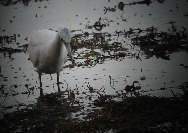 Little Blue Heron