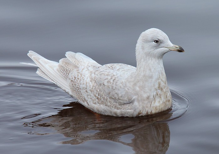 Iceland Gull
