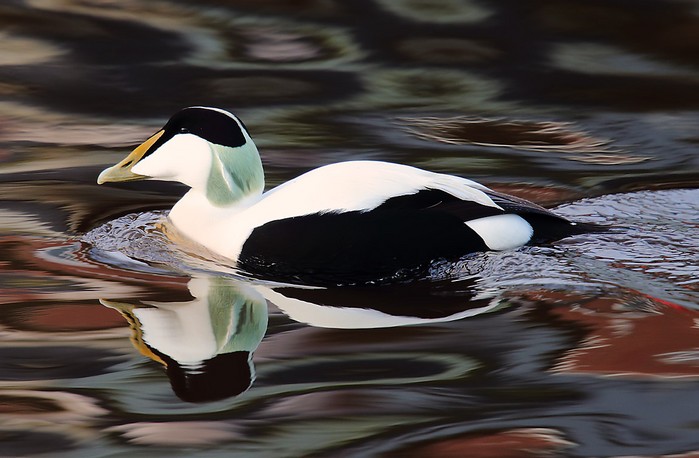 Eider