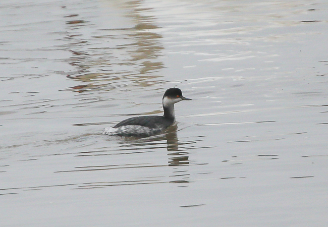 Black-necked Grebe
