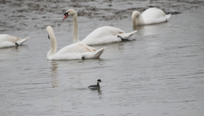 Black-necked Grebe