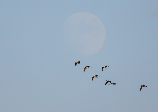 Tundra Bean Goose