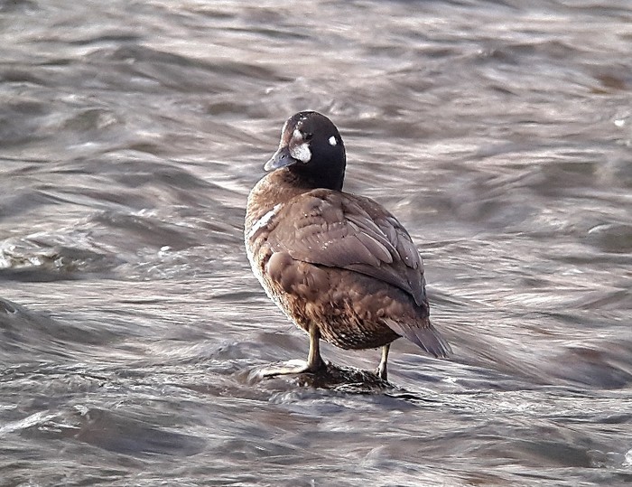 Harlequin Duck