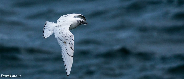 Ivory Gull