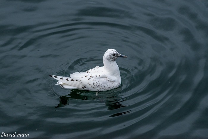 Ivory Gull