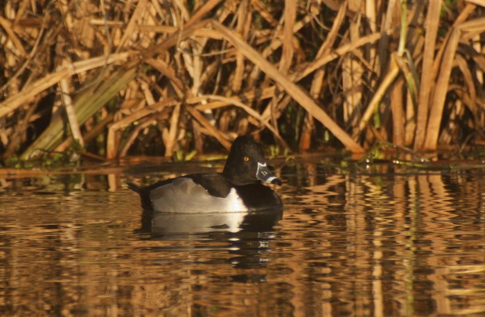 Ring-necked Duck