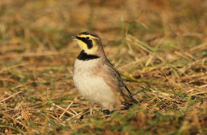 Shorelark