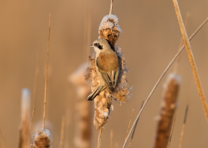 Penduline Tit