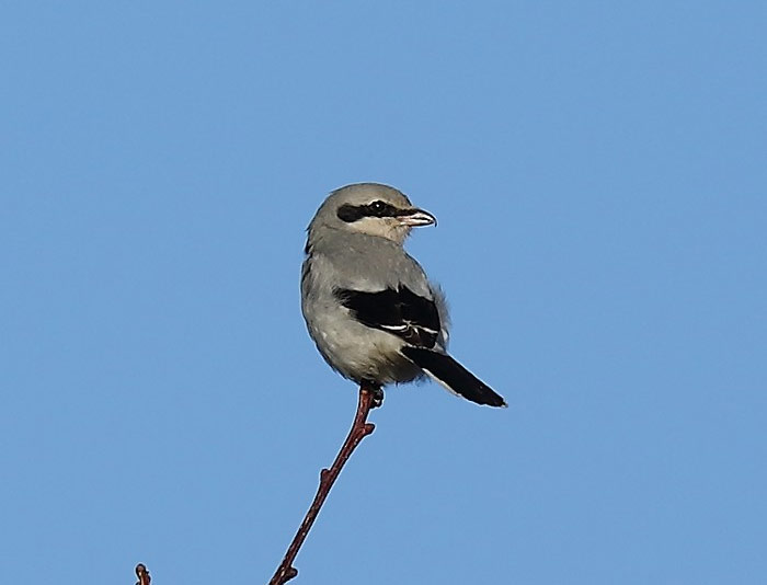 Great Grey Shrike