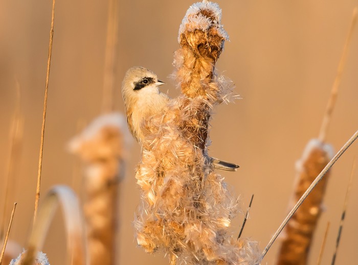 Penduline Tit