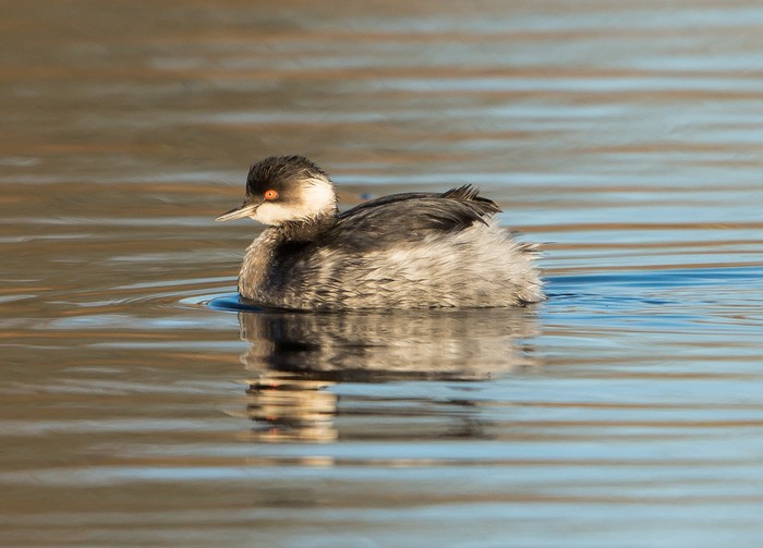 Black-necked Grebe
