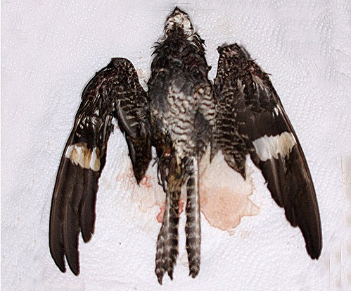 Common Nighthawk