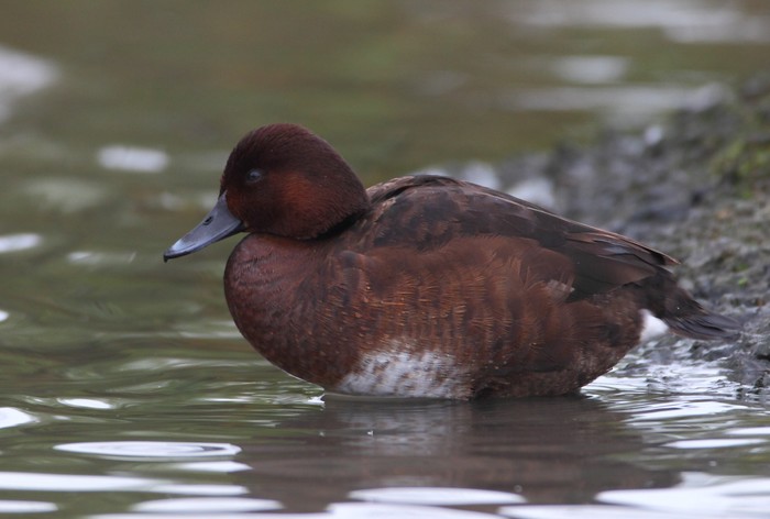 Ferruginous Duck