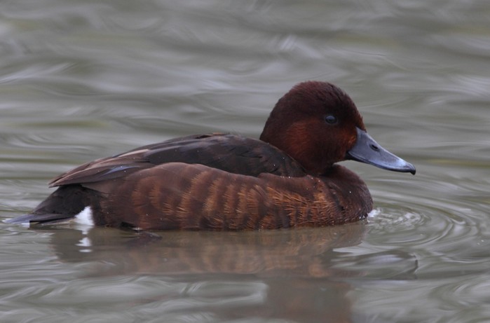 Ferruginous Duck