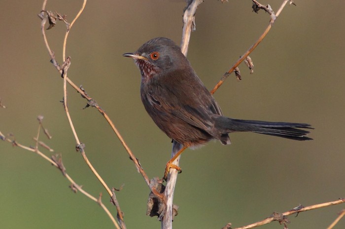 Dartford Warbler