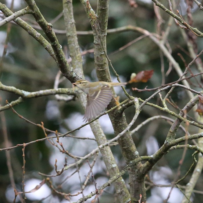 Yellow-browed Warbler