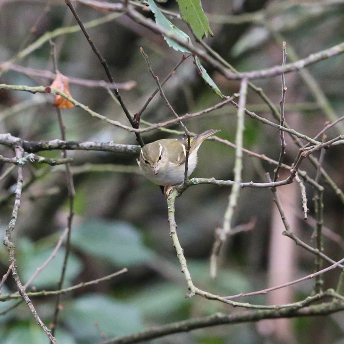 Yellow-browed Warbler