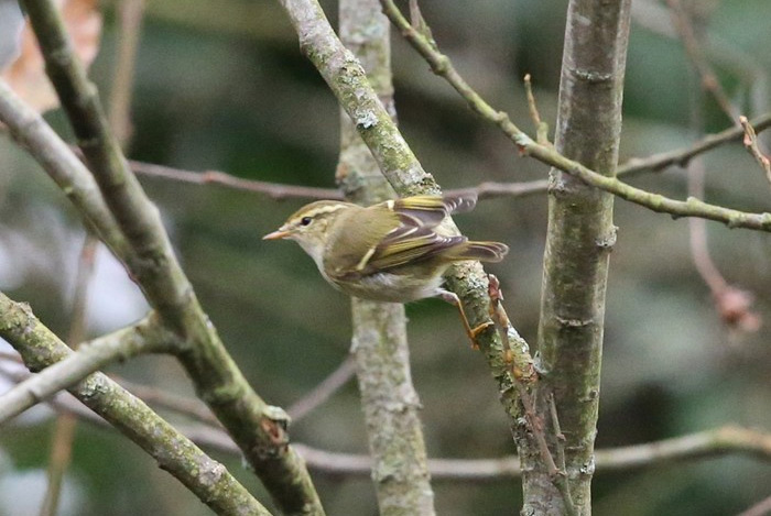 Yellow-browed Warbler