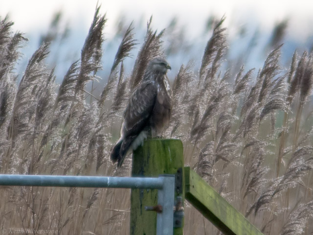 Rough-legged Buzzard