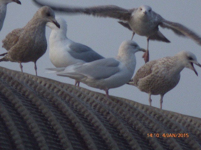 Iceland Gull