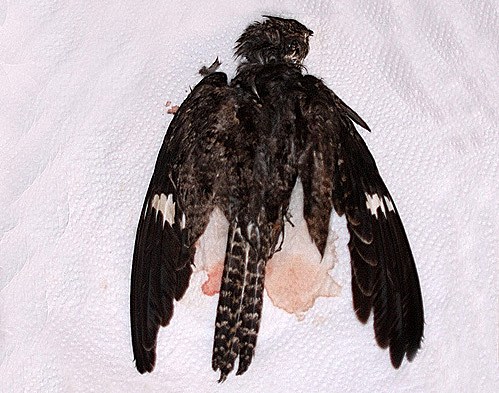 Common Nighthawk