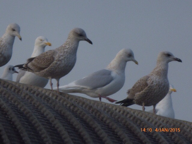 Iceland Gull