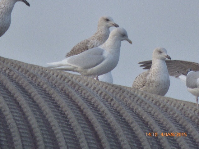 Iceland Gull