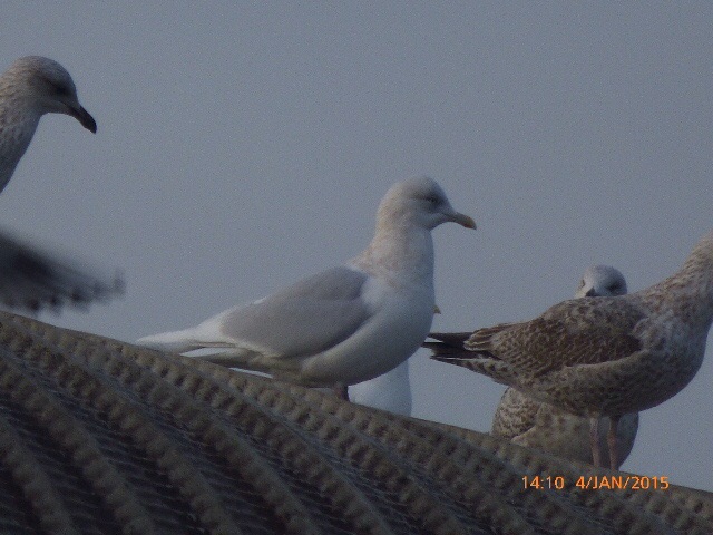 Iceland Gull