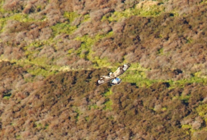 Rough-legged Buzzard