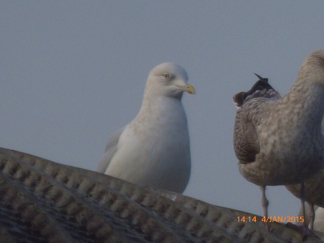Iceland Gull
