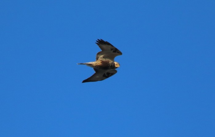 Rough-legged Buzzard