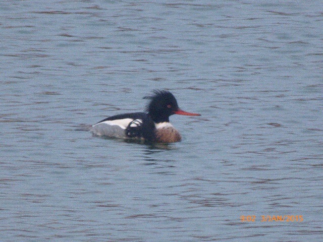 Red-breasted Merganser