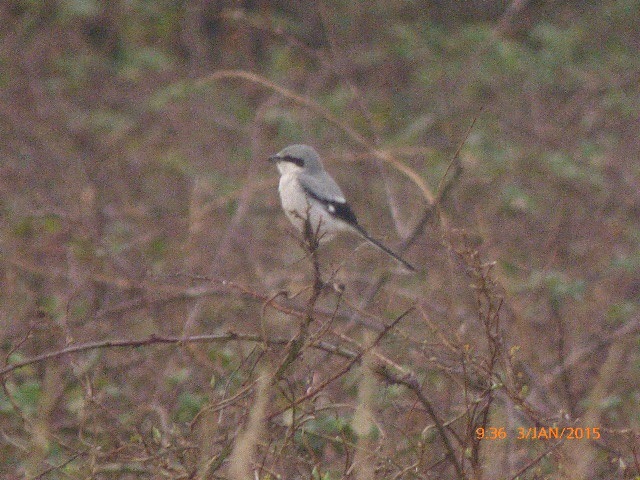 Great Grey Shrike