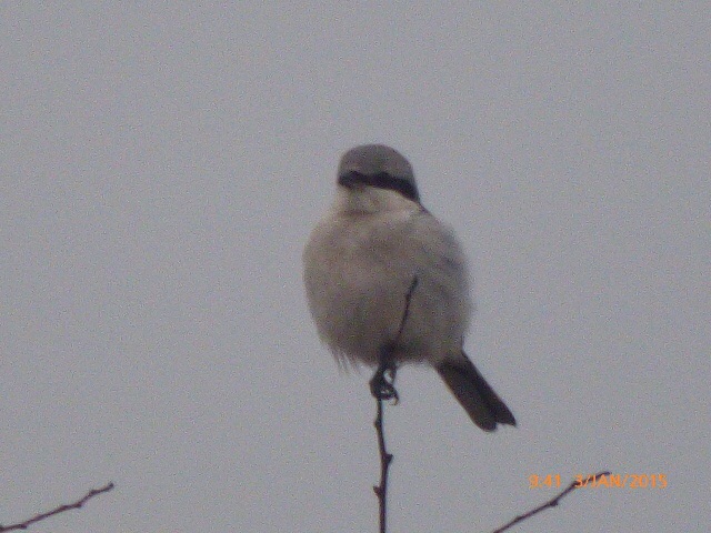 Great Grey Shrike