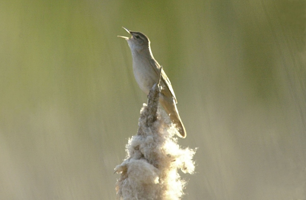 Savi's Warbler