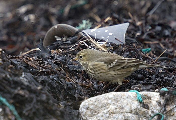 Buff-bellied Pipit