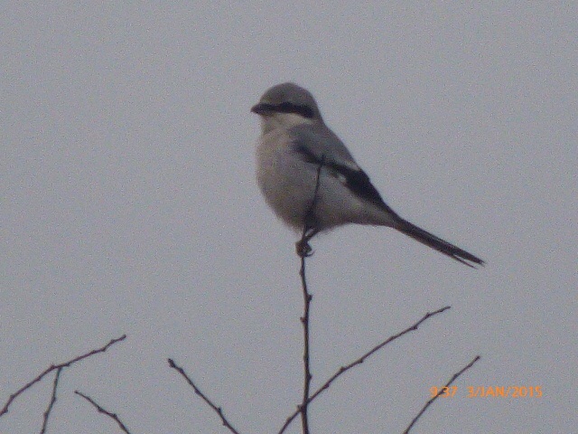 Great Grey Shrike