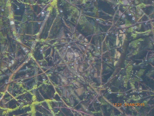 Long-eared Owl