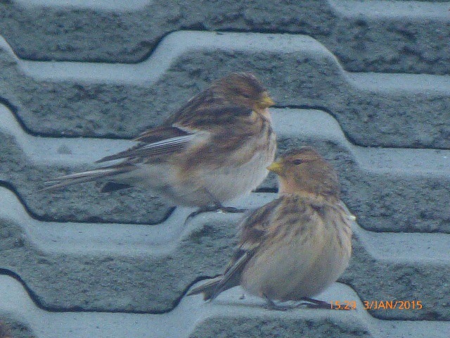 Twite