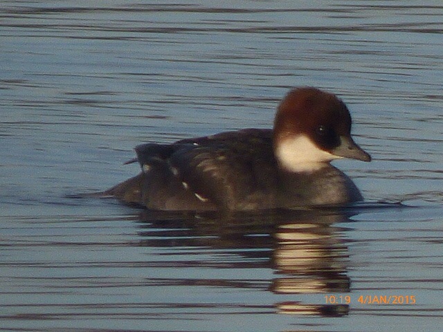 Smew