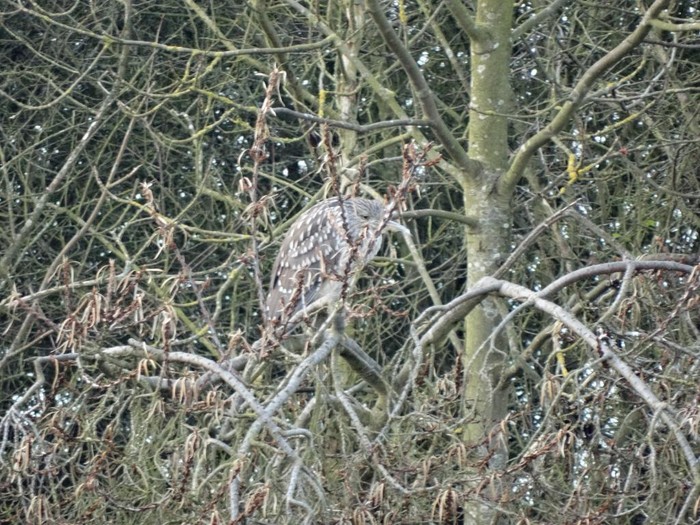 Night Heron