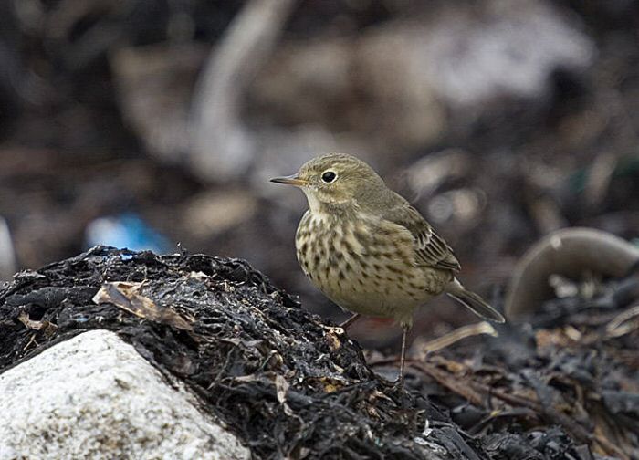 Buff-bellied Pipit